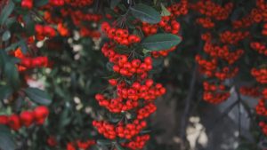 Close-up of vibrant red Pyracantha berries against lush green foliage, perfect for autumn themes.